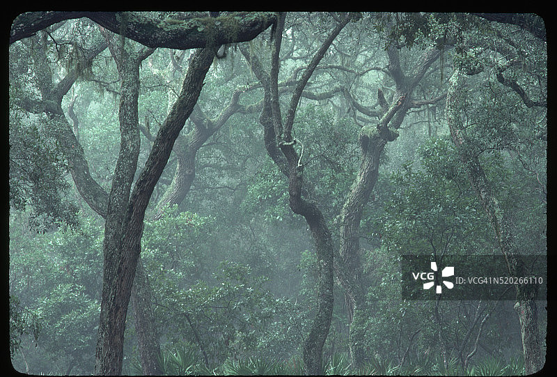 原始森林中的栎树图片素材