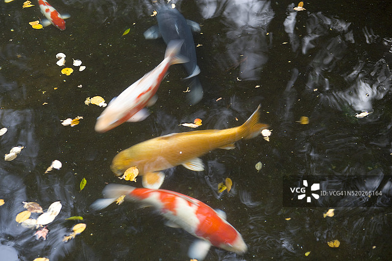 锦鲤在池塘中游泳图片素材