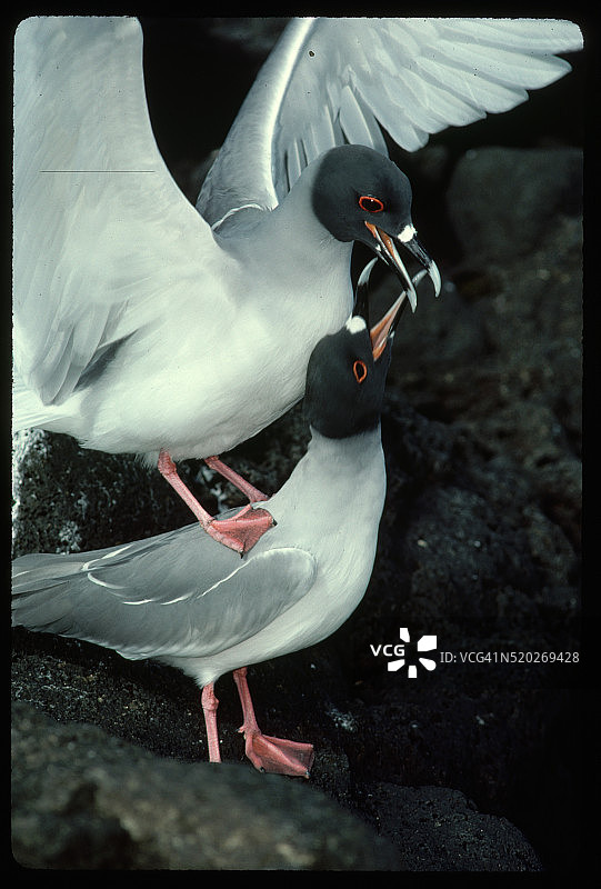 两只燕尾鸥求偶图片素材