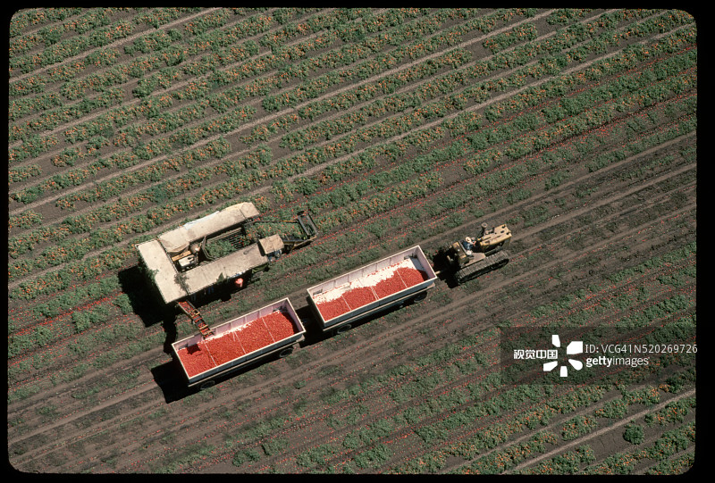 西红柿丰收的航拍景色图片素材