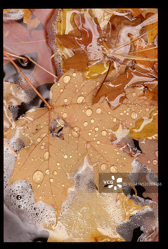 水中的秋叶图片素材