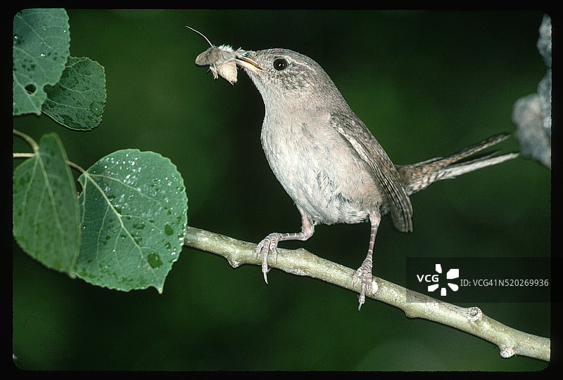嘴里叼着昆虫的北美鹪鹩图片素材