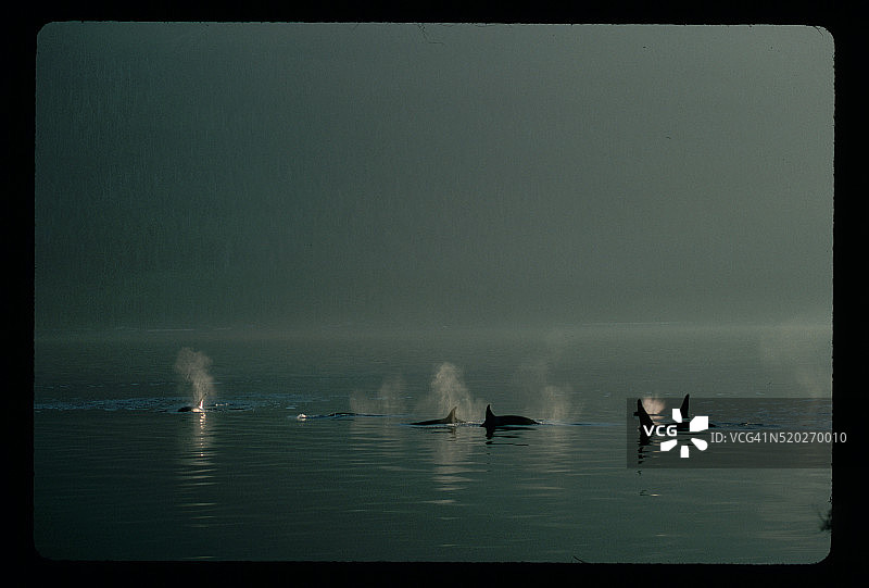 虎鲸群图片素材