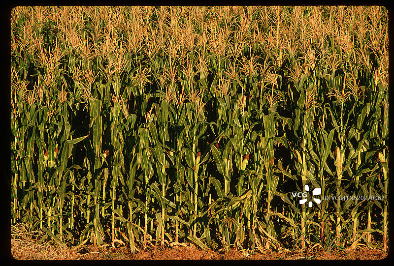 玉米饲料地图片素材