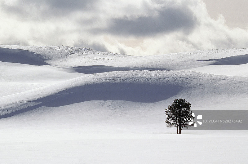 雪地里的黑松图片素材