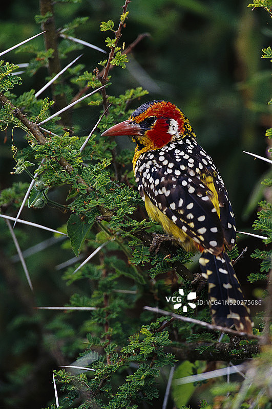 栖息在带刺灌木上的红黄拟啄木鸟图片素材