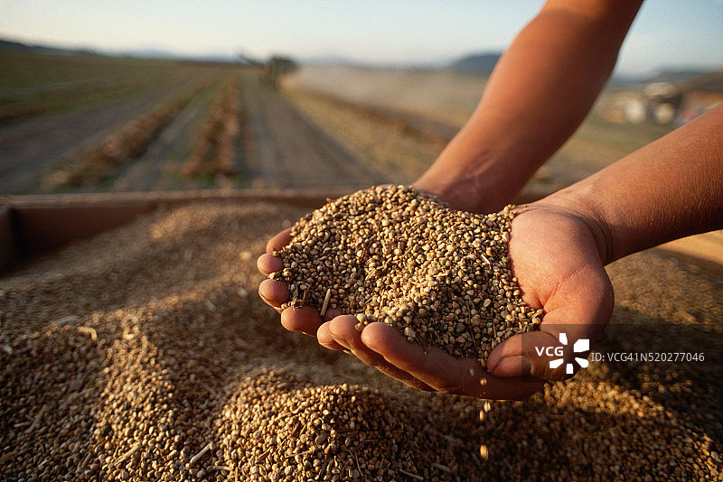 手拿菠菜种子图片素材