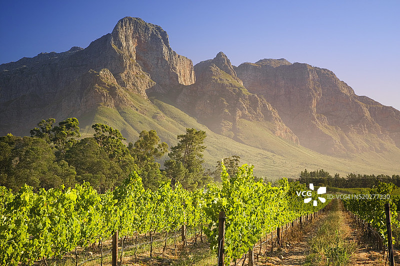 葡萄园中的葡萄藤图片素材