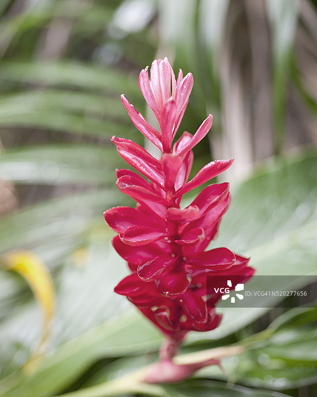 红姜花，多巴哥图片素材