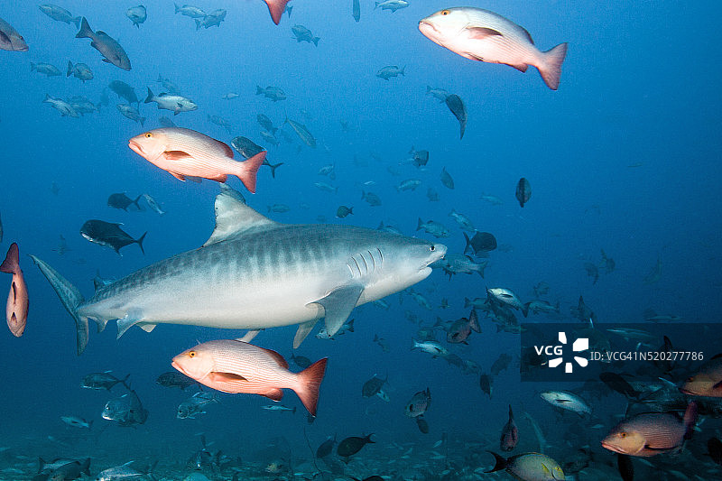 斐济贝卡岛虎鲨图片素材