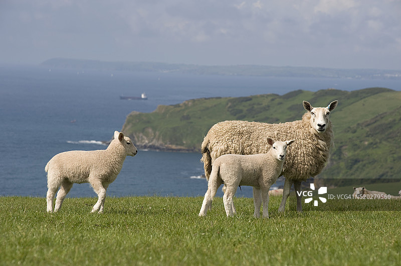 在可以俯瞰海洋的山丘上与羔羊在一起的绵羊图片素材