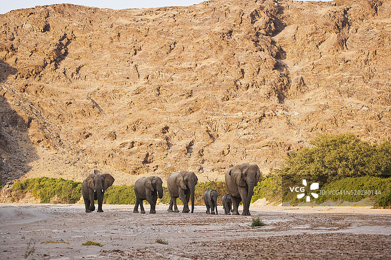 一群在沙漠峡谷阴凉处行走的沙漠象图片素材