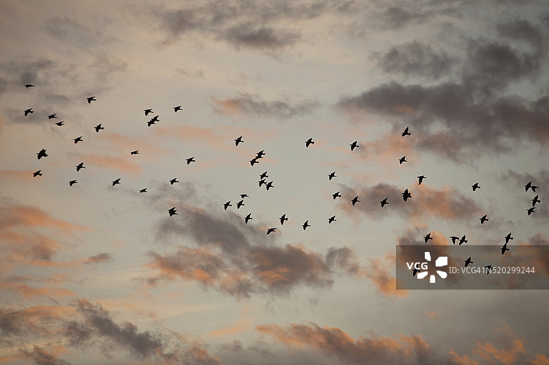 英国兰开夏布莱克浦日落时分的椋鸟群图片素材