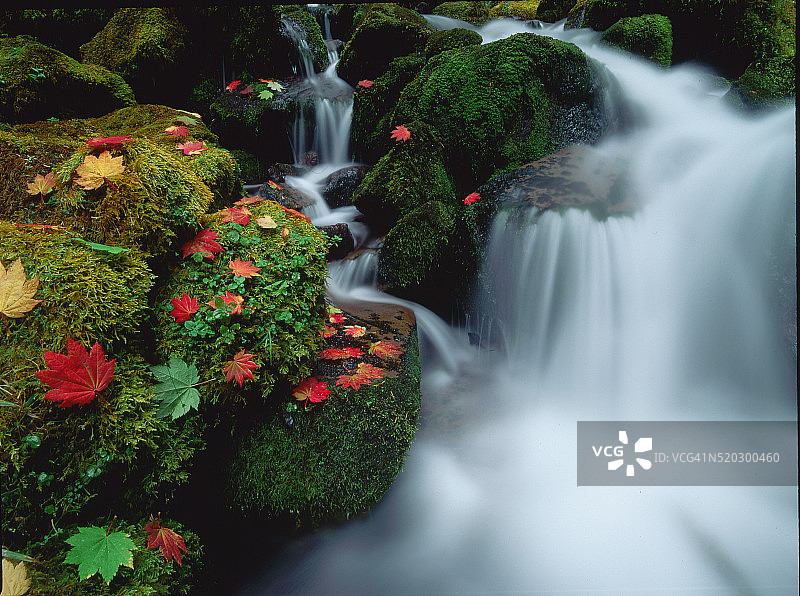 瀑布附近苔藓岩石上掉落的葡萄枫叶图片素材
