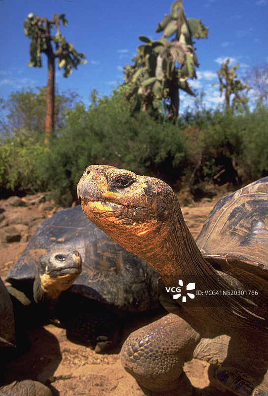 加拉帕戈斯象龟图片素材