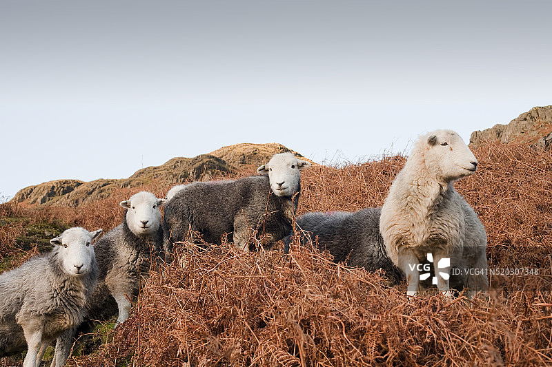 英国湖区朗代尔的赫德威克羊图片素材