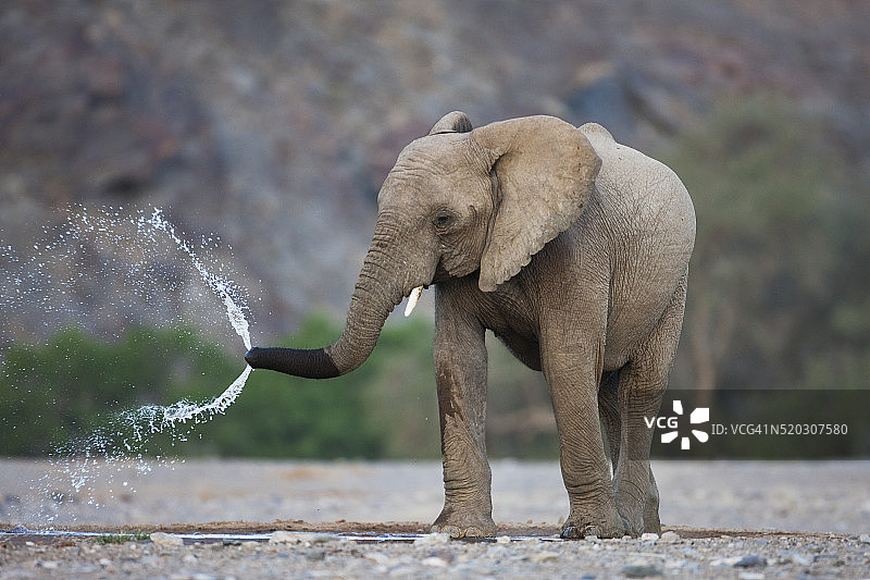 一头适应沙漠环境的小象在水坑边喝水，并用鼻子喷水玩耍图片素材
