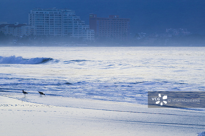 拂晓时分棕榈滩上的鸟儿图片素材