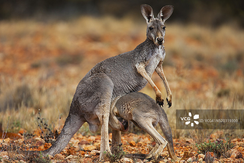 小红袋鼠宝宝爬进妈妈的育儿袋图片素材