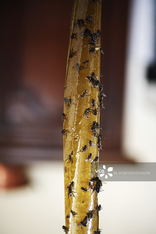 粘蝇纸和被困的苍蝇图片素材