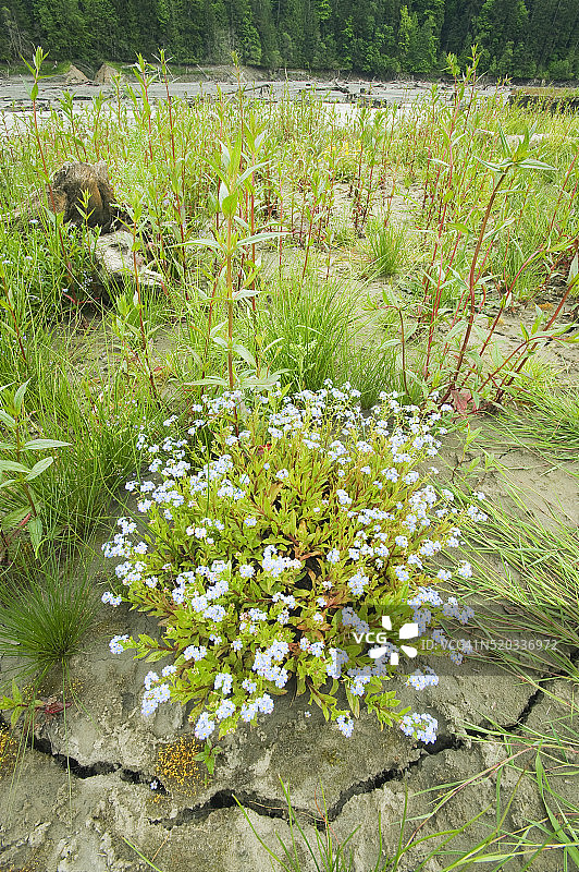 埃尔瓦河恢复，华盛顿奥林匹克半岛图片素材