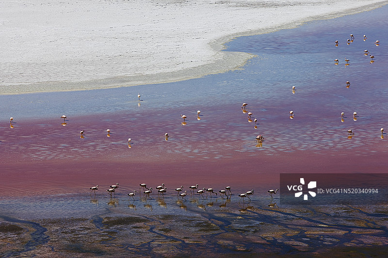 安第斯火烈鸟在科罗拉多泻湖的浅红色水中行走图片素材