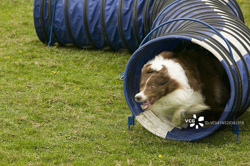 边境牧羊犬敏捷课程奔跑图片素材