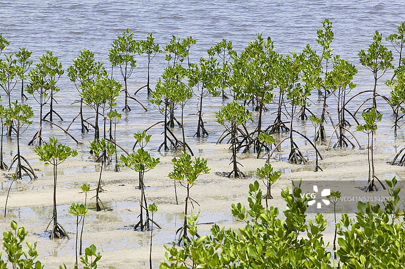 斐济南海岸的红树林树木图片素材
