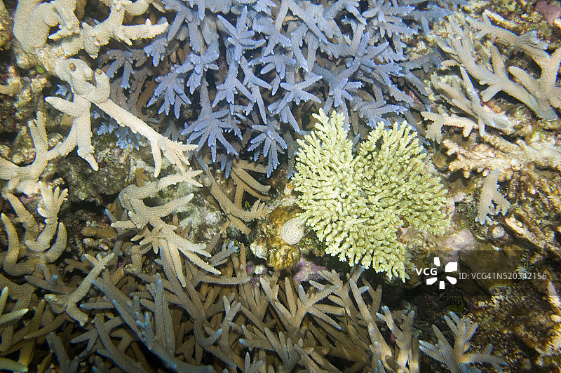 图瓦卢富纳富提环礁珊瑚礁图片素材