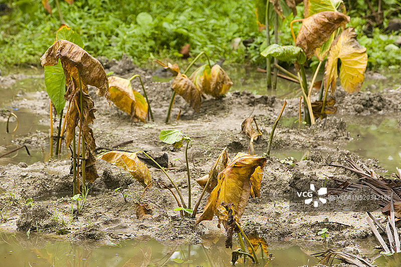 盐水入侵导致农作物死亡图片素材