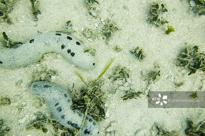 海底海参图片素材
