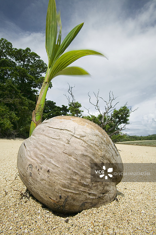 海滩上发芽的椰子图片素材