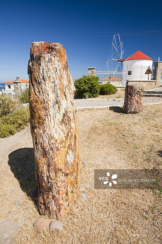 莱斯沃斯石化森林的树木化石和希格里的传统风车图片素材