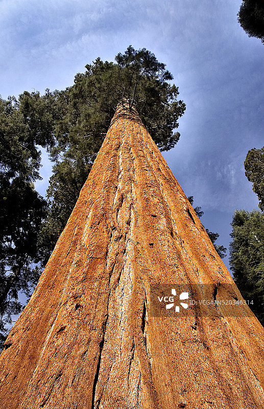 加利福尼亚州红杉国家公园的巨型红杉树图片素材