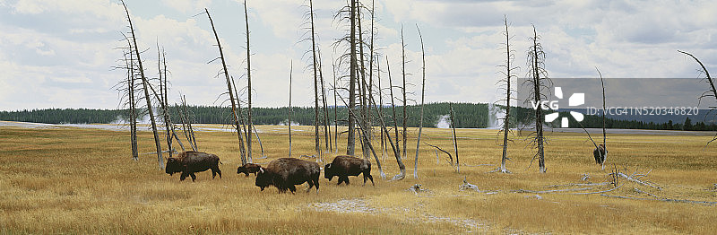 间歇泉盆地吃草的美洲野牛图片素材