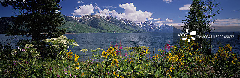 杰克逊湖畔盛开的野花图片素材