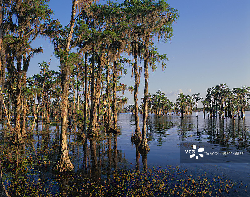 班克斯湖沿岸的柏树图片素材