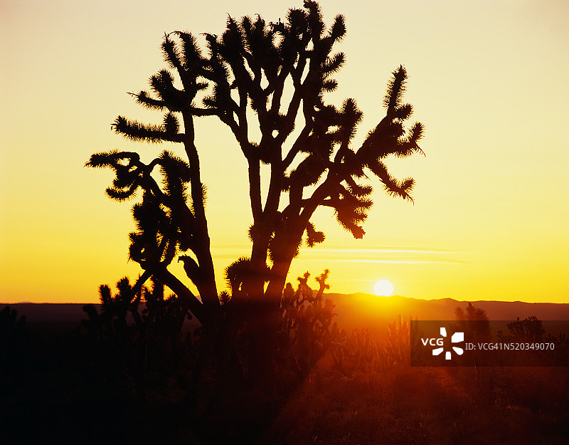 约书亚树后的日落图片素材