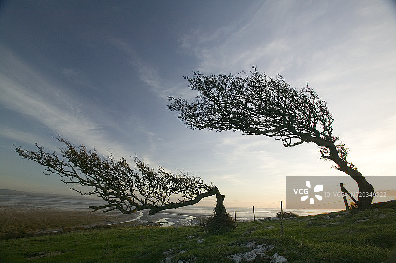 被海风吹弯的山楂树图片素材