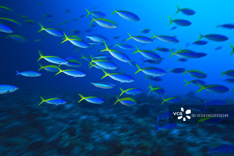 黄背梅鲷鱼群图片素材