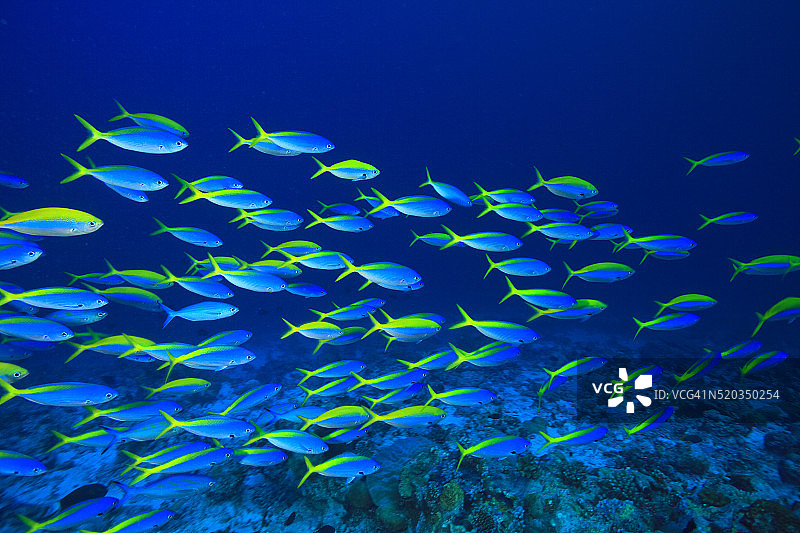 黄背梅鲷鱼群图片素材