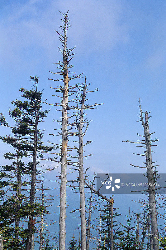 酸雨损坏的树木图片素材