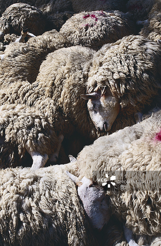 被屠宰的口蹄疫羊图片素材