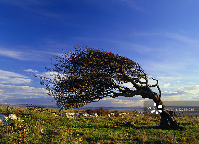湖区弯曲的山楂树图片素材