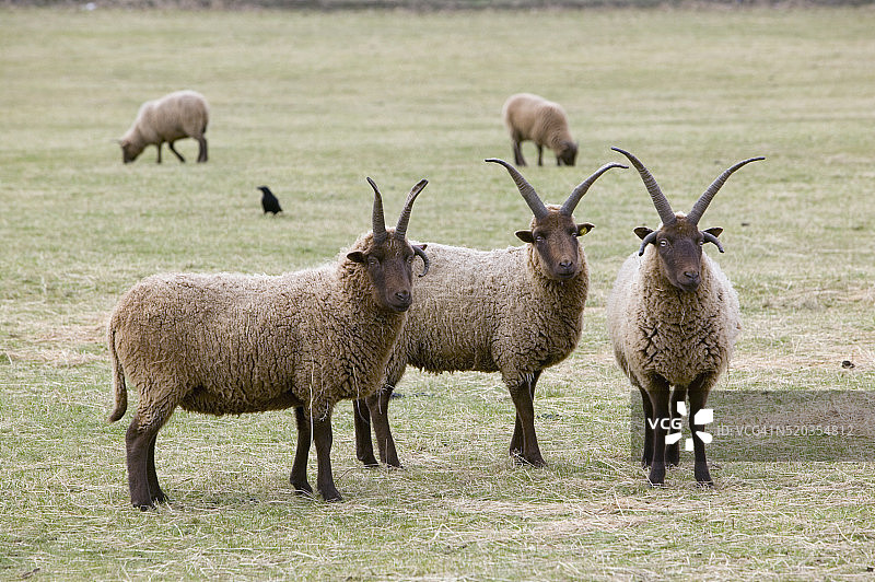 曼岛洛赫坦绵羊图片素材