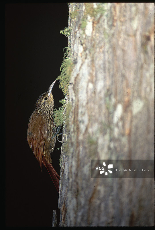树上的斑点旋木雀图片素材