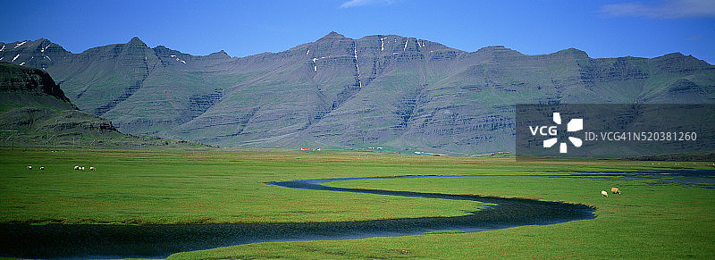 冰岛羊群在阿爾夫塔峽灣附近的鄉村吃草图片素材