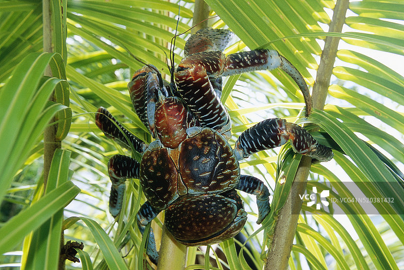 纽埃岛上的巨型椰子蟹图片素材