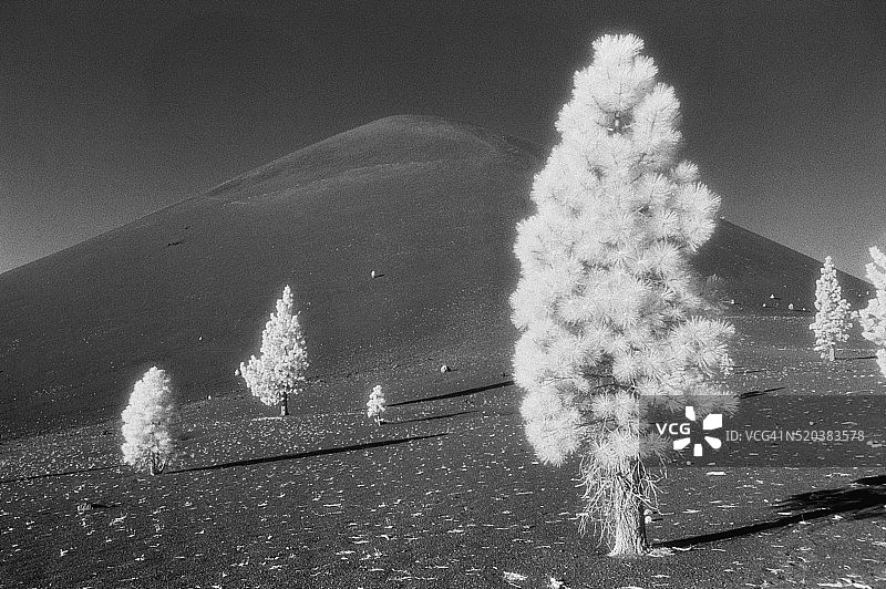 散落在火山锥下的黄松图片素材