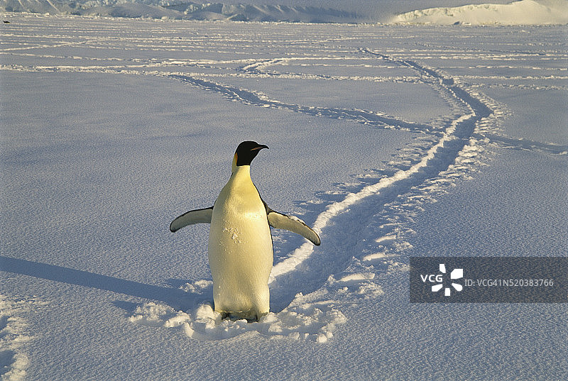 站立的帝企鹅图片素材